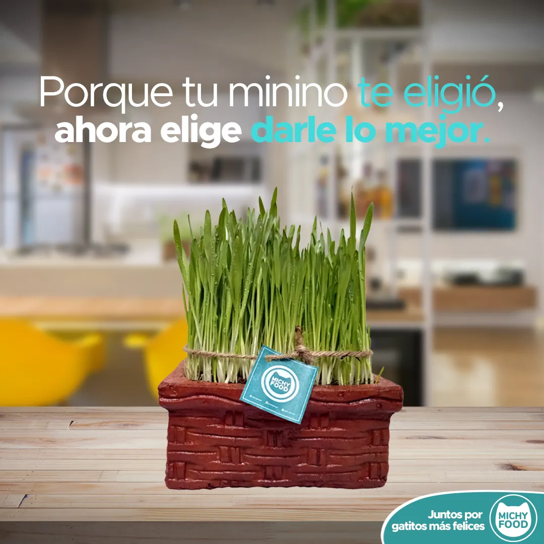 Pieza publicitaria: Porque tu minino te eligió, ahora elige darle lo mejor